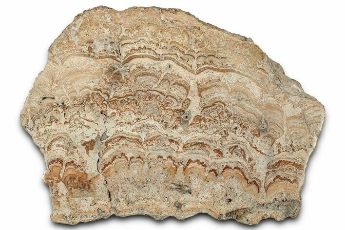 Polished Miocene Stromatolite Fossil Slab - Germany #352213